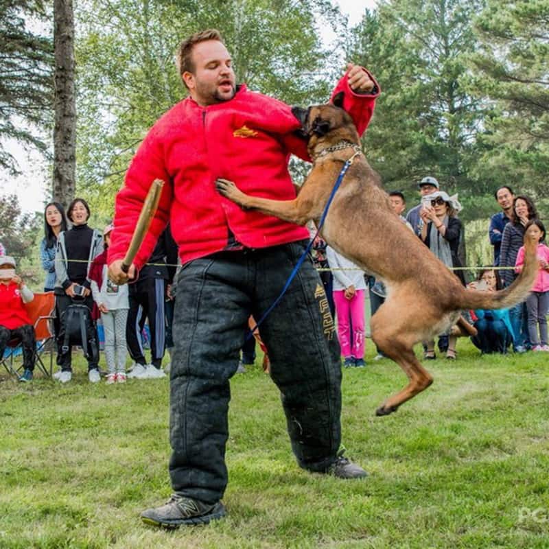 Ринговый костюм облегченной защиты «Ring Sport dog» для дрессировки малинуа